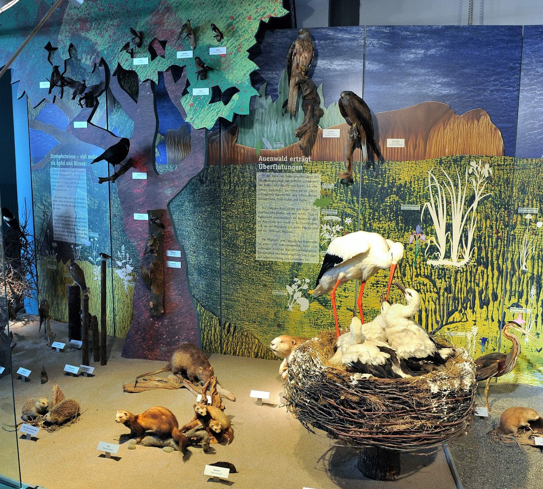 
            Bodensee-Naturmuseum
            Bild 2