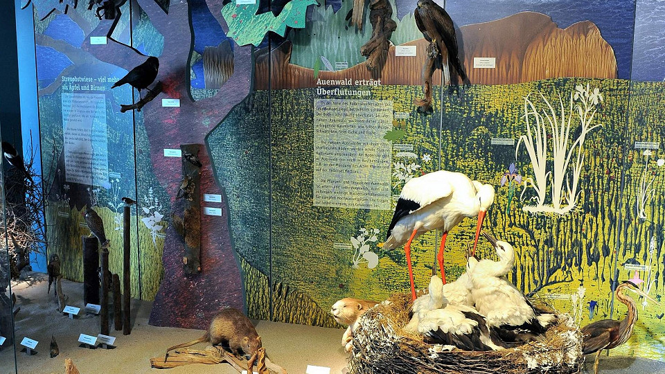 
        Bodensee-Naturmuseum
        Bild 2