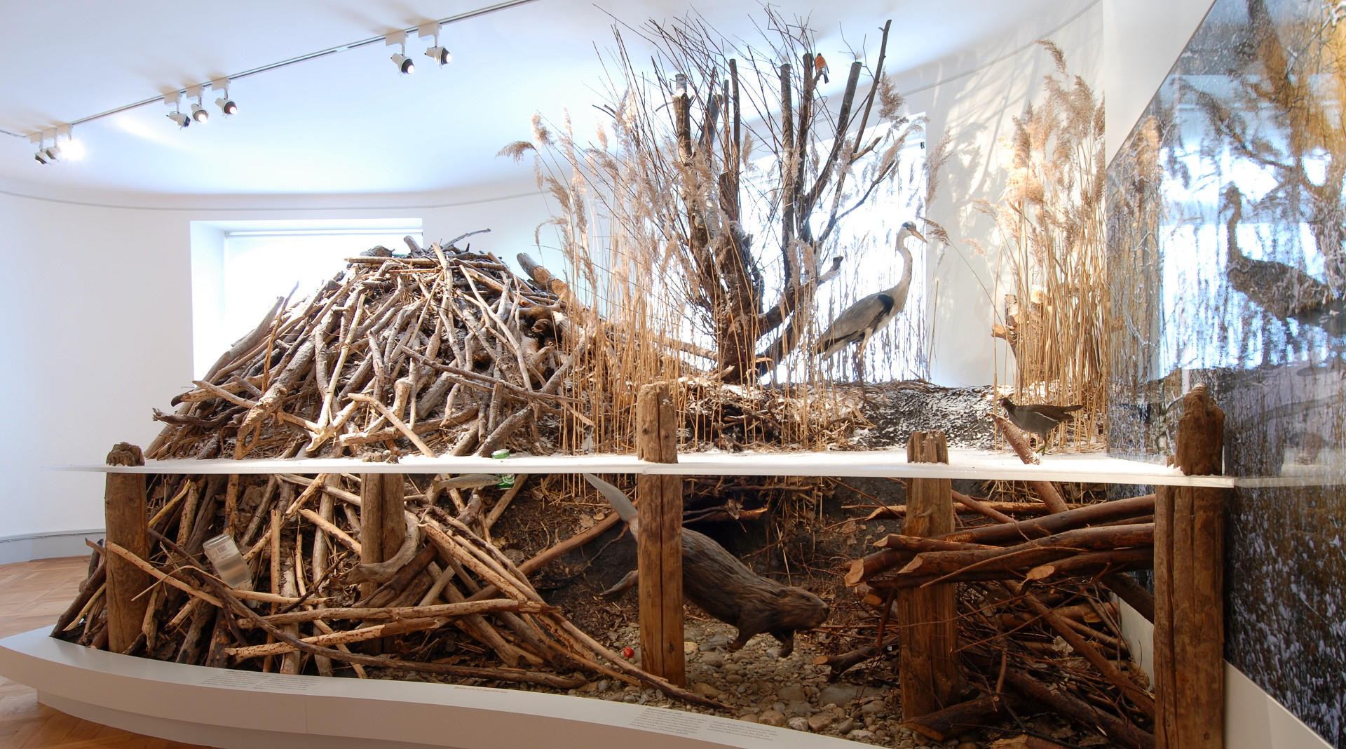 
            Naturmuseum Thurgau
            Bild 2
