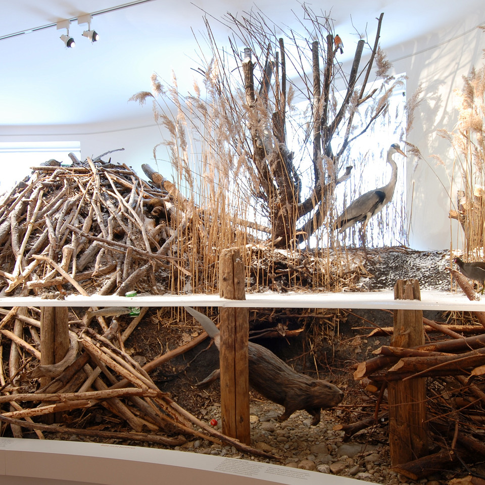 
        Naturmuseum Thurgau
        Bild 2